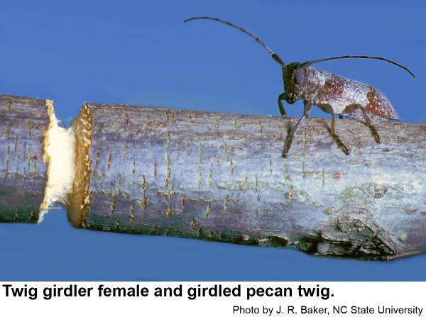 Pecan Twig Girdlers  N.C. Cooperative Extension