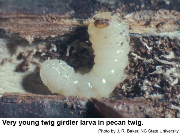 twig girdler larva
