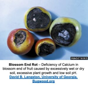 tomatoes with blossom end rot