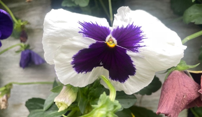 picture of white and purple pansy