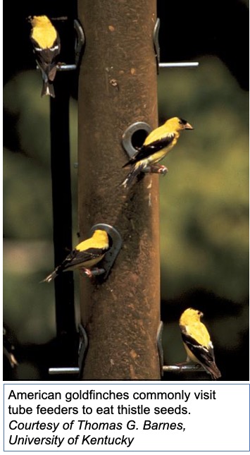 American Goldfinches on a tube feeder