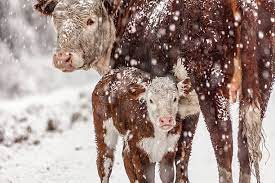 Cover photo for Wintering Livestock
