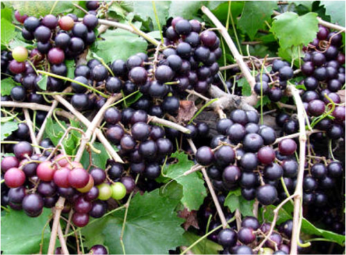 bunches of muscadine grapes on the vine