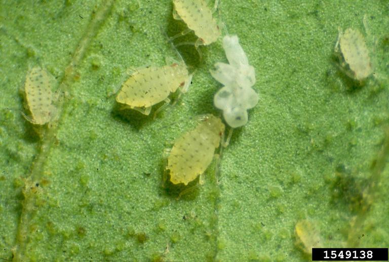 aphids on a plant