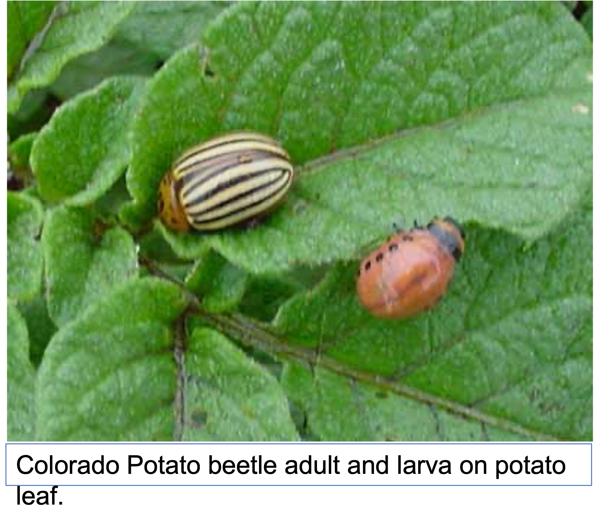 up close of Colorado beetles on potato plants