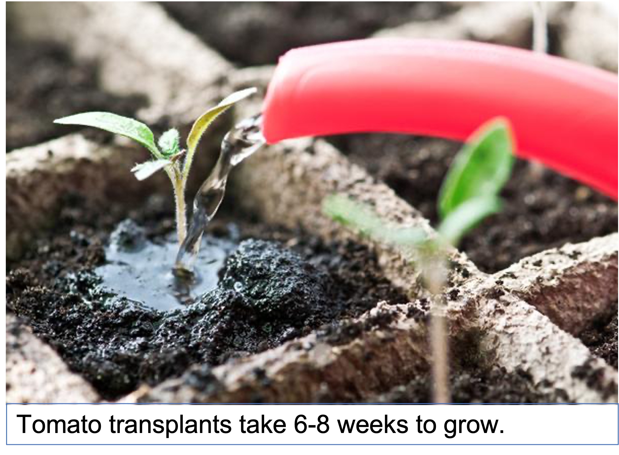 up close of watering a tomato transplant