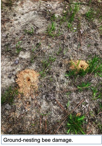 holes in the turf (damage)from ground nesting bees
