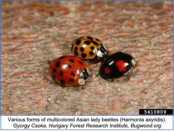 Up-close of different colors of asian lady beetles