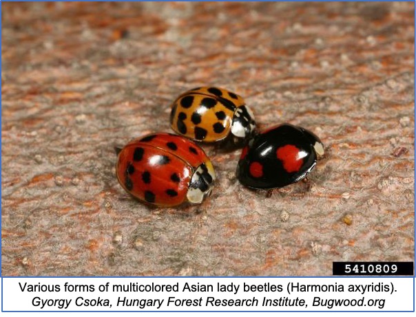 Multicolored Asian Lady Beetle  University of Maryland Extension