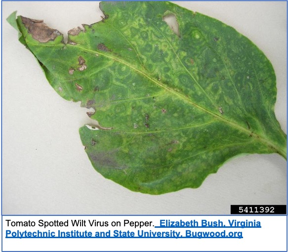 Close-up of tomato leaf with tomato spotted wilt virus.