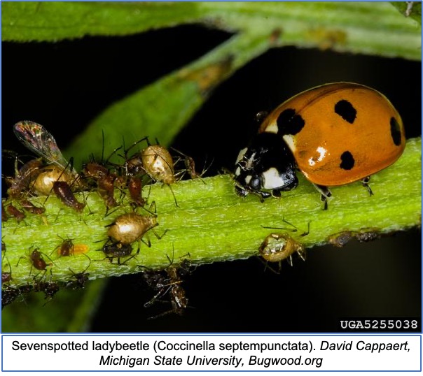Seven spotted ladybeetle on a plant stem