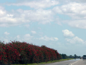 Shrubs by the side of the road