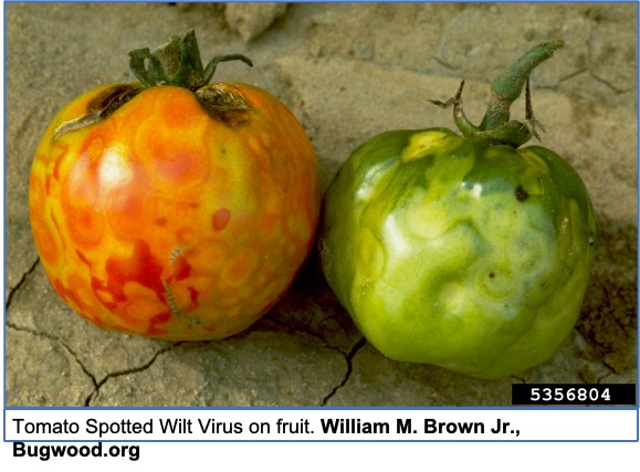 Two tomatoes with tomato spotted wilt virus.
