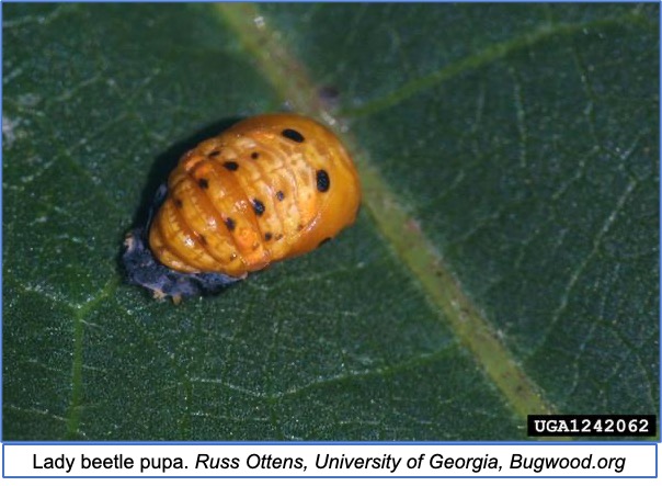 up-close of lady beetle pupa on a leaf