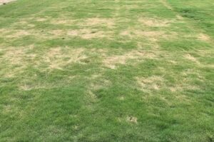 desication on turfgrass