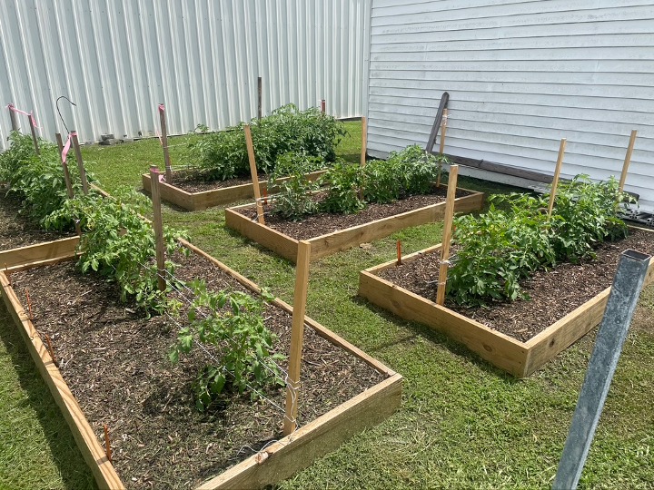 picture of raised beds with tomato plants