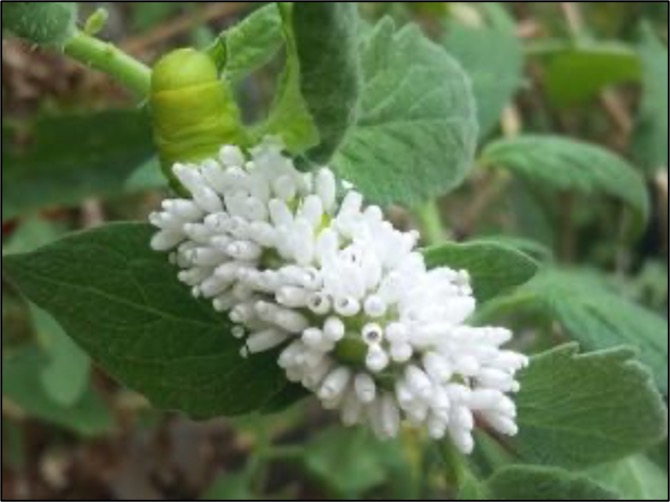 hornworm with wasp parasite