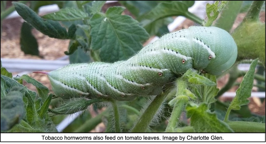 up close picture of hornworm 