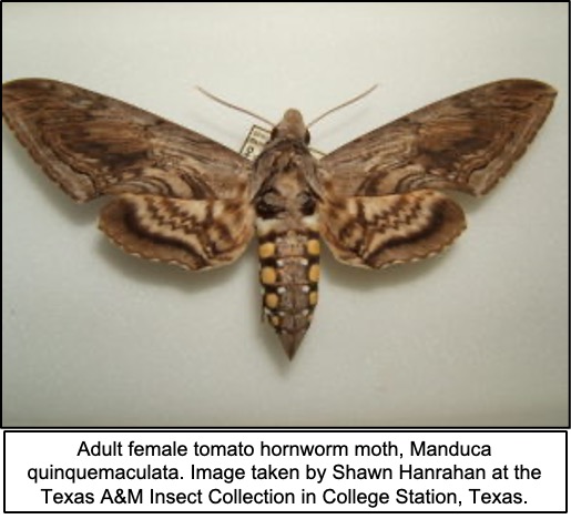 Adult tomato hornworm moth