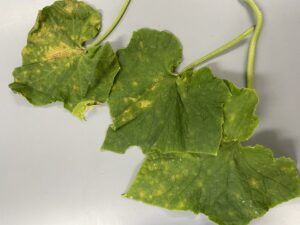 Cucumber downy mildew symptoms