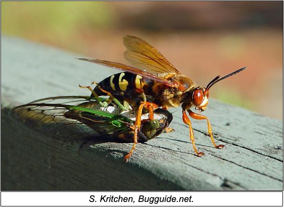 picture of wasp and cicada