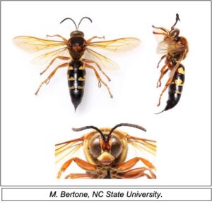 pictures of cicada wasps