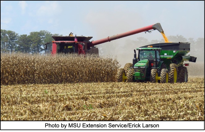 combine harvesting corn