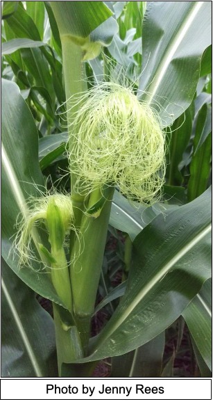 up-close of corn silks