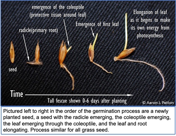 picture of grass seed germination process