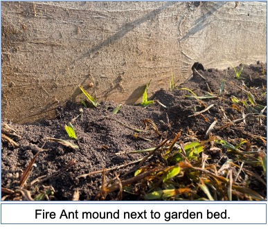 picture of fire ant mound next to a garden bed