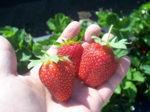 3 strawberries in hand