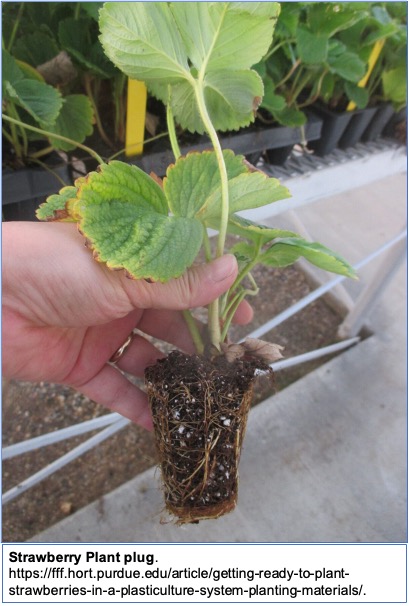 strawberry plug transplant