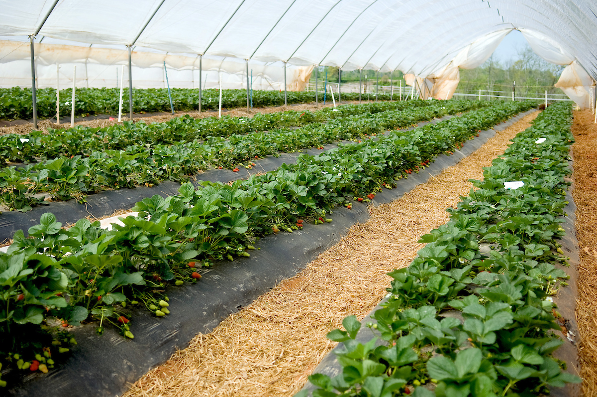 rows of strawberries in a greenhouse