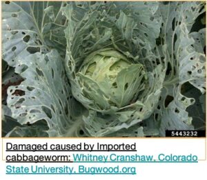 cabbage with cabbage worm damage