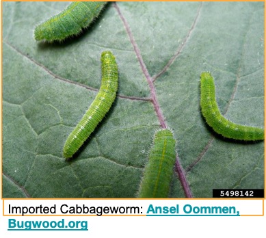 up-close picture of cabbage worms on a cabbage leaf