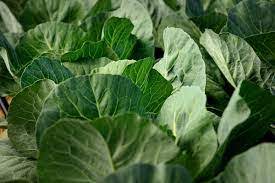 up-close picture of collard plants