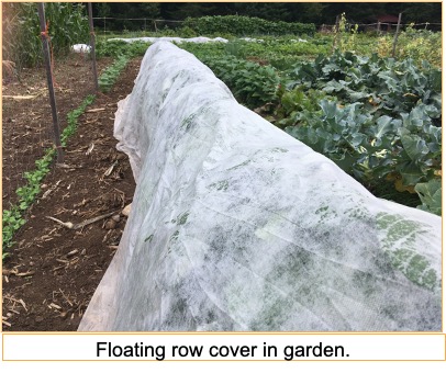 row of collards with cloth over them