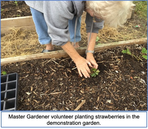 lady planting strawberry plant