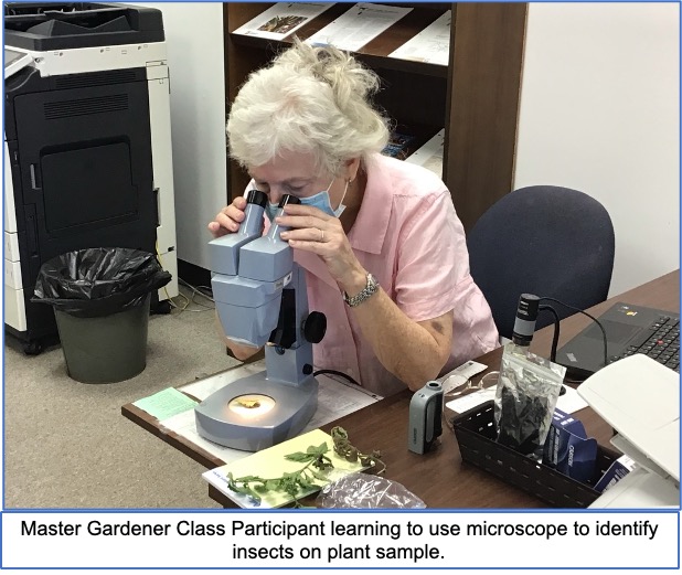 lady looking at plant in microscope