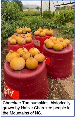 pumpkin tan pumpkins