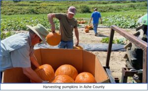 2 men harvesting pumpkins from a field