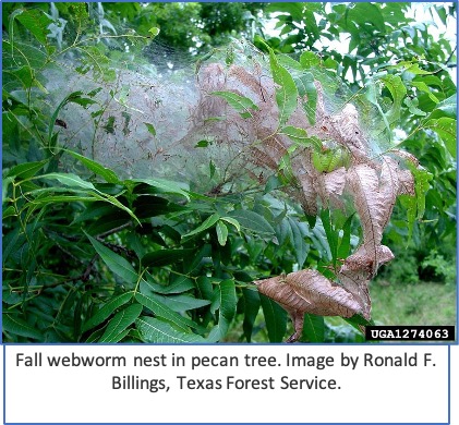 webworm in pecan tree