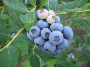 blueberries on a bush