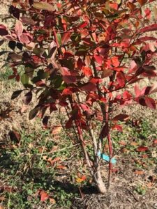blueberry bush in the fall