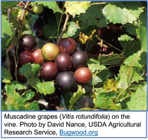 muscadine grapes on the vine