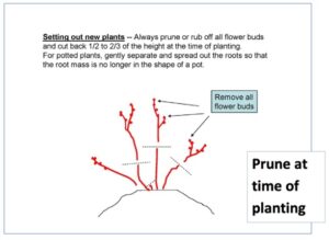 drawing of how to prune blueberry bush