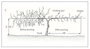 pencil drawing of pruning grapevines