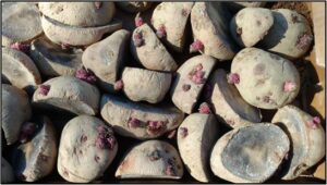 seed potatoes cut in half