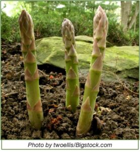 3 asparagus crowns in dirt