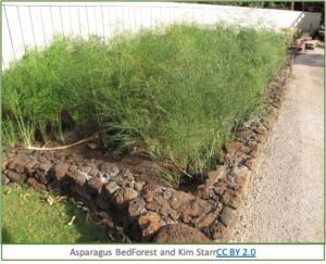 bed of asparagus